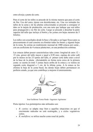 entre alverja y punto de corte.

Para el corte de los tallos se procede de la misma manera que para el corte
de flor. Uso del carro, tijeras con desinfectante, etc. Una vez retirados los
tallos de la cama y de las plantas seleccionadas se procede a consignar el
dato en la tarjeta de producción, con una nota que indique que son tallos
para propagación y no flor de corte. Luego se procede a desechar la parte
superior del tallo que incluye el botón y las yemas con hojas menores de 5
foliolos.

Los tallos son cosechados desde la base y llevados a un lugar fresco para su
procesamiento el cual consiste en eliminar todos los brotes y algunas hojas
de la rama. Se estima un rendimiento mensual de 1000 estacas por cama ,
con un coeficiente de 4 estacas planta/mes, en una producción continua.

Las estacas deben poseer características tales como: longitud de unos 12 -
15 cms, grosor del tallo mayor o igual a 0.50 mm.; espinas de color café
por lo menos en las 2/3 partes del tallo, el primer corte debe estar a nivel
de la base de la planta efectuándolo en forma recta cerca de la primera
yema: se cuenta en total 3 yemas hacia arriba de la estaca y se realiza un
segundo corte diagonal a 1 cm. de la última yema. A la estaca se les
elimina la hoja de la yema basal, las demás hojas deben permanecer en
perfecto estado, ya que esto contribuye a mejorar el enraizamiento.




                Jose Guillermo Torres Pardo - Ingeniero Agrònomo

Porta injertos: Los portainjertos más utilizados son:

      R. canina: se adapta muy bien a aquellas situaciones en que el
       crecimiento radicular no está restringido, y a ciclos vegetativos
       cortos.
      R. multiflora: se utiliza mucho como rosal de jardín.



                                                                          29
 