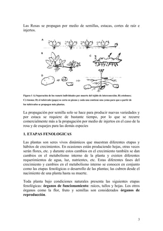 Las Rosas se propagan por medio de semillas, estacas, cortes de raíz e
injertos.




Figura 1 A) Separación de los ramets individuales por muerte del tejido de interconexión; B) estolones;
C) rizoma; D) el tubérculo (papa) se corta en piezas y cada una contiene una yema para que a partir de
los tubérculos se propagen más plantas.


La propagación por semilla solo se hace para producir nuevas variedades y
por estaca se requiere de bastante tiempo, por lo que se recurre
comercialmente más a la propagación por medio de injertos en el caso de la
rosa y de esquejes para las demás especies

1. ETAPAS FENOLOGICAS

Las plantas son seres vivos dinámicos que muestran diferentes etapas y
hábitos de crecimientos. En ocasiones están produciendo hojas, otras veces
serán flores, etc. y durante estos cambios en el crecimiento también se dan
cambios en el metabolismo interno de la planta y existen diferentes
requerimientos de agua, luz, nutrientes, etc. Estas diferentes fases del
crecimiento y cambios en el metabolismo interno se conocen en conjunto
como las etapas fenológicas o desarrollo de las plantas; las cubren desde el
nacimiento de una planta hasta su muerte.

Toda planta bajo condiciones naturales presenta las siguientes etapas
fenológicas: órganos de funcionamiento: raíces, tallos y hojas. Los otros
órganos como la flor, fruto y semillas son considerados órganos de
reproducción.




                                                                                                          3
 