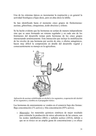 Uno de los síntomas típicos es incrementar la respiración y en general la
actividad fisiológica a bajas dosis, pero en altas dosis la inhibe.

Se han identificado hasta el momento cinco grupos de fitohormonas:
auxinas, giberelinas, citoquininas, ácido abscísico y etileno.

Se ha hecho evidente que las hormonas no actúan de manera independiente
sino que se unen formando un sistema regulador y en cada uno de los
fenómenos del desarrollo toman parte hormonas de los cinco grupos
interactuando armónicamente. Esta interacción que incluye la modificación
de los niveles de una hormona por acción de otra, o efectos antagónicos,
hacen muy difícil la comprensión en detalle del desarrollo vegetal y
consecuentemente su manejo en la agricultura.




Aplicación de auxinas solubilizadas en alcohol a los segmentos, evaporación del alcohol
de los segmentos y siembra en el propagador rústico.

Las hormonas de enraizamiento se venden en el comercio bajo dos formas:
Baja concentración (1% activo) y Alta concentración (95% activo).

   o Materiales: los materiales químicos sintéticos de mejor resultado
     para estimular la producción de raíces adventicias de las estacas, son
     los ácidos indolbutírico (IBA) y naftalén acético (ANA), debido a
     que no es tóxico en un amplia gama de concentraciones y es eficaz


                                                                                    31
 