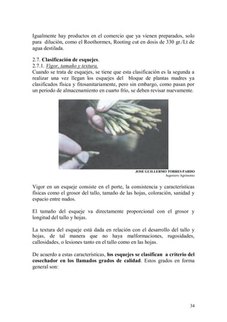 Igualmente hay productos en el comercio que ya vienen preparados, solo
para dilución, como el Roothormex, Rooting cut en dosis de 330 gr./Lt de
agua destilada.

2.7. Clasificación de esquejes.
2.7.1. Vigor, tamaño y textura.
Cuando se trata de esquejes, se tiene que esta clasificación es la segunda a
realizar una vez llegan los esquejes del bloque de plantas madres ya
clasificados física y fitosanitariamente, pero sin embargo, como pasan por
un periodo de almacenamiento en cuarto frío, se deben revisar nuevamente.




                                                JOSE GUILLERMO TORRES PARDO
                                                              Ingeniero Agrónomo


Vigor en un esqueje consiste en el porte, la consistencia y características
físicas como el grosor del tallo, tamaño de las hojas, coloración, sanidad y
espacio entre nudos.

El tamaño del esqueje va directamente proporcional con el grosor y
longitud del tallo y hojas.

La textura del esqueje está dada en relación con el desarrollo del tallo y
hojas, de tal manera que no haya malformaciones, rugosidades,
callosidades, o lesiones tanto en el tallo como en las hojas.

De acuerdo a estas características, los esquejes se clasifican a criterio del
cosechador en los llamados grados de calidad. Estos grados en forma
general son:




                                                                             34
 