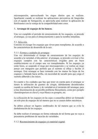 microaspersión, aprovechando los riegos diarios que se realizan.
Igualmente cuando se realizan las aplicaciones preventivas de fungicidas
con el equipo de fumigación, se aprovecha para realizar la aplicación de
fertilizantes con la ventaja de la compatibilidad entre estos.

5. Arranque de esquejes de los bancos.

Una vez cumplido el periodo de enraizamiento de los esquejes, se procede
al arranque, ya sea para el almacenamiento o para la siembra inmediata.

5.1. Selección.
Consiste en escoger los esquejes que sirven para transplantar, de acuerdo a
las características de desarrollo de la raíz.

5.1.1. Formas y cuidados de arranque.
Una vez determinado el tiempo de enraizamiento de los esquejes de
acuerdo a la variedad, el día anterior al arranque, se procede a revisar si los
esquejes cumplen con las características exigidas para un buen
establecimiento en el campo una vez transplantados. Si los esquejes ya
están listos, se suspende el riego por microaspersión y se realiza un riego
parejo con manguera que permita que el sustrato se afloje y facilite el
arranque. Este arranque se hace tomando con las manos las hojas de los
esquejes y halando hacia arriba, sin necesidad de sacudir para que caiga el
sustrato adherido a las raíces.

En cuanto a los cuidados que hay que tener en cuenta para el arranque se
tienen la utilización de guantes de cirugía, debidamente desinfectados
cuando se cambia de banco y de variedad en el momento del arranque, para
evitar diseminación de un posible problema fitosanitario, como por ejemplo
clamidosporium en clavel y roya blanca en pompón, etc.

La colocación de los esquejes en las cajas o canastillas deben ser formando
un solo piso de esquejes de tal manera que no se causen daños mecánicos.

Se deben colocar en lugares sombreados de tal manera que se evite la
deshidratación de los esquejes.

Se debe realizar el arranque en forma ordenada de tal forma que no vaya a
presentarse problemas de mezclas de variedades.

5.1.2. Reconocimiento de esquejes y/o material vegetal.



                                                                            42
 