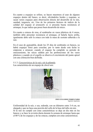 En cuanto a esquejes se refiere, se hacen muestreos al azar de algunos
esquejes dentro del banco, es decir, obviándolos bordes y esquinas, se
sacan varios esquejes para observación directa del desarrollo de la raíz,
sanidad, turgencia, etc. Uno de los primeros factores de indicio de la
calidad del esqueje al arrancarlo es si presenta buena resistencia al
arranque, lo que indica que posee buen desarrollo de raíces.

En cuanto a estacas de rosa, al sembrarlas en vasos plásticos de 4 onzas,
también debe presentar resistencia al arranque, al halarla hacia arriba,
igualmente debe salir la estaca con toda la masa de sustrato adherida a la
raíz.

En el caso de gypsophila, desde los 25 días de sembrados en bancos, ya
habrá esquejes listos para cosechar, por lo tanto desde esta fecha se
empiezan a arrancar; cuando el esqueje ha cumplido su periodo de
enraizamiento, las raíces saldrán por las perforaciones de los vasos
plásticos y cuando en el cogollo se observa el crecimiento del punto apical
con una coloración bien definida.

5.1.3. Características de la raíz y de la plántula.
Las característica de un esqueje de clavel son:




                                                  JOSE GUILLERMO TORRES PARDO
                                                                Ingeniero Agrónomo


Uniformidad de la raíz, o sea, redonda, con un diámetro entre 3-4 cm, no
alargada y que no haya una porción del callo de la base del tallo sin raíz.
Si la raíz no cumple con estas características se deja un día más en los
bancos y se hace la revisión diaria durante la semana de arranque hasta que
el 80 % de los esquejes y de las estacas, cumplan con estas características.



                                                                               43
 