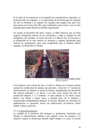 Si al cabo de la semana no se ha logrado las características esperadas, se
arrancan todos los esquejes y se seleccionan, de tal forma que los esquejes
sin raíz se eliminan y se separan los esquejes que tengan muy poca raíz
pero pareja en la base del tallo, para sembrarlos como extras o en un sitio
separado para poder hacerle un debido seguimiento.

En cuanto al desarrollo del tallo y hojas, se debe observar que no halla
ninguna elongación notoria de los entrenudos y saber el porqué de esta
elongación, por ejemplo, el exceso de calor y/o falta de luz. Si esto pasa y
la elongación no es muy notoria, se arrancan y separan igualmente para
realizar un seguimiento, pues está comprobado que al sembrar dichos
esquejes, su desarrollo es normal.




                                               JOSE GUILLERMO TORRES PARDO
                                               Ingeniero Agrónomo


Con respecto a las estacas de rosa, el callo se forma en la tercera semana
cuando las condiciones de manejo son normales. Entre la 6 y 7 semana de
enraizamiento las plantas se sacan de bancos, dependiendo del desarrollo
del sistema radicular, y se llevan a un sitio vacío dentro del área de
producción durante 1 o 2 semanas. A estas plantas se les harán riegos
diarios con flauta o poma suave a primera hora de la mañana y
manteniendo completamente húmeda la escoria. Después de colocadas en
ambientación es necesario iniciar las aplicaciones preventivas contra
mildeo velloso y polvoso.

5.1.4. Control fitosanitario.
La sanidad en el momento del arranque es igualmente importante que
durante el enraizamiento, debido a que algunas veces los esquejes o el
material vegetal se almacenan durante algún tiempo ó a veces se envían


                                                                         44
 