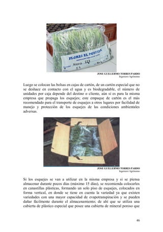 JOSE GUILLERMO TORRES PARDO
                                                              Ingeniero Agrónomo


Luego se colocan las bolsas en cajas de cartón, de un cartón especial que no
se deshace en contacto con el agua y es biodegradable, el número de
unidades por caja depende del destino o cliente, aún si es para la misma
empresa que propaga los esquejes; este empaque de cartón es el más
recomendado para el transporte de esquejes a otros lugares por facilidad de
manejo y protección de los esquejes de las condiciones ambientales
adversas.




                                                JOSE GUILLERMO TORRES PARDO
                                                              Ingeniero Agrónomo


Si los esquejes se van a utilizar en la misma empresa y si se piensa
almacenar durante pocos días (máximo 15 días), se recomienda colocarlos
en canastillas plásticas, formando un solo piso de esquejes, colocados en
forma vertical, en donde se tiene en cuenta la variedad ya que existen
variedades con una mayor capacidad de evapotranspiración y se pueden
dañar fácilmente durante el almacenamiento; de ahí que se utiliza una
cubierta de plástico especial que posee una cubierta de mineral poroso que


                                                                             46
 