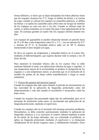forma definitiva, es decir que se dejan destapadas las bolsas plásticas hasta
que los esquejes alcancen los 2º C, luego se doblan las bolsas y se cierran
las cajas; cuando se colocan los esquejes en canastillas plásticas, se doblan
las bolsas y se apilan las canastillas unas sobre otras sin riesgos de maltrato
de los esquejes ya sean con raíz o sin raíz. Cuando se utilizan cajas de
cartón, se utiliza estantería en el cuarto frío para evitar aplastamiento de las
cajas. Se aconseja guardar en cuarto frío los esquejes mínimo durante tres
días.

Los esquejes de gypsophila se pueden almacenar durante un periodo hasta
de 35 a 45 días a una temperatura entre 0.5 a 1º C , con un máximo de 4º C
y mínimo de 0º C; la humedad relativa debe ser de 90 % mínimo
manteniendo el piso mojado con agua.

Se lleva un registro de temperatura y humedad relativa en el cuarto frío,
mediante el hidrotermógrafo, que registra durante toda la semana y las 24
horas del día.

Para mantener la humedad relativa alta en los cuartos fríos se debe
mantener húmedo el suelo, con aplicaciones directas de agua y seguidas. A
una temperatura mayor de la recomendada se produce la elongación de los
esquejes y a una temperatura menor, se presenta que en el momento de la
siembra las puntas de las hojas sufren amarillamiento y luego se secan
totalmente.

7.2. Protección química del material vegetal.
Cuando los esquejes han sido sanos durante el periodo de enraizamiento no
hay necesidad de la aplicación de fungicidas protectantes antes del
almacenamiento y más aún cuando al cosecharlos o arrancarlos, están las
hojas secas.

Cuando los esquejes han presentado algún tipo de enfermedad, pero en el
momento de arrancarlos están sanos, se recomienda una aplicación de un
fungicida protectante, mediante el espolvoreo.

Cuando los esquejes aún en el momento del arranque presentan problemas
fitosanitarios, se debe controlar químicamente mediante la aplicación de
fungicidas curativos y si es necesario el control cultural mediante la poda
de las partes de las hojas afectadas; una vez controlado el problema, se
aplica un fungicida protectante mediante el espolvoreo y se almacenan
aisladamente de los demás esquejes sanos, y debidamente rotulados. Estos



                                                                             49
 
