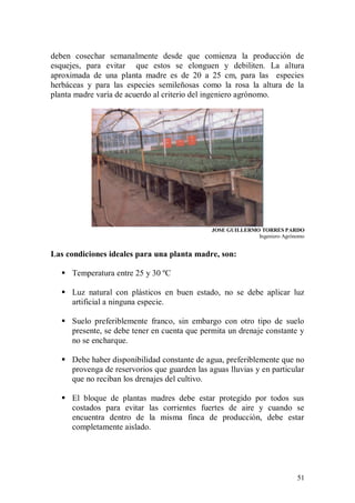 deben cosechar semanalmente desde que comienza la producción de
esquejes, para evitar que estos se elonguen y debiliten. La altura
aproximada de una planta madre es de 20 a 25 cm, para las especies
herbáceas y para las especies semileñosas como la rosa la altura de la
planta madre varía de acuerdo al criterio del ingeniero agrónomo.




                                             JOSE GUILLERMO TORRES PARDO
                                                           Ingeniero Agrónomo


Las condiciones ideales para una planta madre, son:

   Temperatura entre 25 y 30 ºC

   Luz natural con plásticos en buen estado, no se debe aplicar luz
    artificial a ninguna especie.

   Suelo preferiblemente franco, sin embargo con otro tipo de suelo
    presente, se debe tener en cuenta que permita un drenaje constante y
    no se encharque.

   Debe haber disponibilidad constante de agua, preferiblemente que no
    provenga de reservorios que guarden las aguas lluvias y en particular
    que no reciban los drenajes del cultivo.

   El bloque de plantas madres debe estar protegido por todos sus
    costados para evitar las corrientes fuertes de aire y cuando se
    encuentra dentro de la misma finca de producción, debe estar
    completamente aislado.




                                                                          51
 