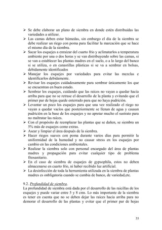  Se debe elaborar un plano de siembra en donde estén distribuidas las
  variedades a utilizar.
 Las camas deben estar húmedas, sin embargo el día de la siembra se
  debe realizar un riego con poma para facilitar la marcación que se hace
  el mismo día de la siembra.
 Sacar los esquejes a enraizar del cuarto frío y aclimatarlos a temperatura
  ambiente por una o dos horas y se van distribuyendo sobre las camas, si
  se van a establecer las plantas madres en el suelo, o a lo largo del banco
  si se utiliza, o en canastillas plásticas si se va a sembrar en bolsas,
  debidamente identificados
 Manejar los esquejes por variedades para evitar las mezclas e
  identificarlos debidamente.
 Revisar los esquejes cuidadosamente para sembrar únicamente los que
  se encuentran en buen estado.
 Sembrar los esquejes, cuidando que las raíces no vayan a quedar hacia
  arriba para que no se retrase el desarrollo de la planta y evitando que el
  primer par de hojas quede enterrado para que no haya pudrición.
 Levantar un poco los esquejes para que una vez realizado el riego no
  vayan a quedar vacíos que posteriormente se llenan de agua y causan
  pudrición en la base de los esquejes y no apretar mucho el sustrato para
  no maltratar las raíces.
 Con el propósito de reemplazar las plantas que se dañen, se siembra un
  5% más de esquejes como extras.
 Asear y limpiar el área después de la siembra.
 Hacer riegos suaves con poma durante varios días para permitir la
  uniformidad de la humedad y no causar stress en los esquejes por
  cambio en las condiciones ambientales.
 Realizar la siembra solo con personal encargado del área de plantas
  madres y propagación para evitar cualquier tipo de problema
  fitosanitario.
 En el caso de siembra de esquejes de gypsophila, estos no deben
  almacenarse en cuarto frío, ni haber recibido luz artificial.
 La desinfección de toda la herramienta utilizada en la siembra de plantas
  madres es onbligatoria cuando se cambia de banco, de variedad,etc.

9.2. Profundidad de siembra.
La profundidad de siembra está dada por el desarrollo de las raicillas de los
esquejes y puede variar entre 5 y 8 cms. Lo más importante de la siembra
es tener en cuenta que no se deben dejar las raíces hacia arriba para no
demorar el desarrollo de las plantas y evitar que el primer par de hojas



                                                                          55
 