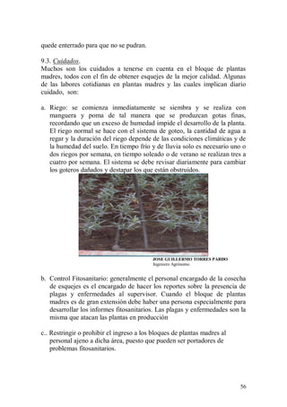 quede enterrado para que no se pudran.

9.3. Cuidados.
Muchos son los cuidados a tenerse en cuenta en el bloque de plantas
madres, todos con el fin de obtener esquejes de la mejor calidad. Algunas
de las labores cotidianas en plantas madres y las cuales implican diario
cuidado, son:

a. Riego: se comienza inmediatamente se siembra y se realiza con
   manguera y poma de tal manera que se produzcan gotas finas,
   recordando que un exceso de humedad impide el desarrollo de la planta.
   El riego normal se hace con el sistema de goteo, la cantidad de agua a
   regar y la duración del riego depende de las condiciones climáticas y de
   la humedad del suelo. En tiempo frío y de lluvia solo es necesario uno o
   dos riegos por semana, en tiempo soleado o de verano se realizan tres a
   cuatro por semana. El sistema se debe revisar diariamente para cambiar
   los goteros dañados y destapar los que están obstruidos.




                                          JOSE GUILLERMO TORRES PARDO
                                          Ingeniero Agrónomo


b. Control Fitosanitario: generalmente el personal encargado de la cosecha
   de esquejes es el encargado de hacer los reportes sobre la presencia de
   plagas y enfermedades al supervisor. Cuando el bloque de plantas
   madres es de gran extensión debe haber una persona especialmente para
   desarrollar los informes fitosanitarios. Las plagas y enfermedades son la
   misma que atacan las plantas en producción

c.. Restringir o prohibir el ingreso a los bloques de plantas madres al
    personal ajeno a dicha área, puesto que pueden ser portadores de
    problemas fitosanitarios.




                                                                          56
 
