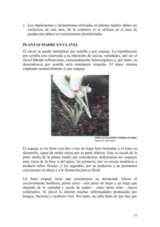 c. Los implementos y herramientas utilizadas en plantas madres deben ser
   exclusivas de esta área, de lo contrario si se utilizan en el área de
   producción deben ser estrictamente desinfectadas.

PLANTAS MADRE EN CLAVEL
El clavel se puede multiplicar por semilla y por esqueje. La reproducción
por semilla esta reservada a la obtención de nuevas variedades, por ser el
clavel híbrido refloreciente, extremadamente heterozigótico y, por tanto, su
descendencia por semilla sería totalmente irregular. El único sistema
empleado comercialmente es por esqueje.




                                                 JOSE GUILLERMO TORRES PARDO
                                                 Ingeniero Agrónomo


El esqueje es un brote con dos o tres de hojas bien formadas y el resto en
desarrollo, capaz de emitir raíces por su parte inferior. Este se sacará de la
parte media de la planta madre por considerarse defectuosos los esquejes
muy cerca de la base o del ápice, los primeros, por su escasa tendencia a
producir tallos florales, y los segundos, por su tendencia a un prematuro
crecimiento en altura y a la formación precoz floral.

Un buen esqueje tiene una consistencia no demasiado leñosa ni
excesivamente herbácea, posee cinco - seis pares de hojas y un largo que
depende de la variedad y oscila de cuatro - cinco hasta ocho - nueve
centímetros Al clavel le afectan muchas enfermedades producidas por
hongos, bacterias y también virus. Por tanto, no cabe duda de que hay que




                                                                           57
 