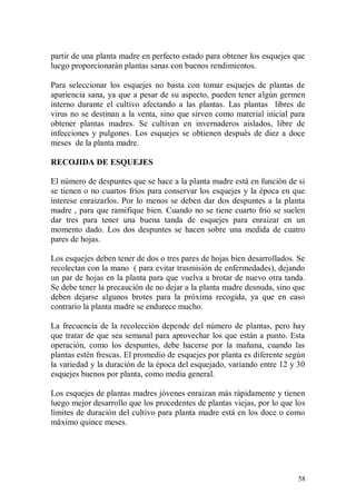 partir de una planta madre en perfecto estado para obtener los esquejes que
luego proporcionarán plantas sanas con buenos rendimientos.

Para seleccionar los esquejes no basta con tomar esquejes de plantas de
apariencia sana, ya que a pesar de su aspecto, pueden tener algún germen
interno durante el cultivo afectando a las plantas. Las plantas libres de
virus no se destinan a la venta, sino que sirven como material inicial para
obtener plantas madres. Se cultivan en invernaderos aislados, libre de
infecciones y pulgones. Los esquejes se obtienen después de diez a doce
meses de la planta madre.

RECOJIDA DE ESQUEJES

El número de despuntes que se hace a la planta madre está en función de si
se tienen o no cuartos fríos para conservar los esquejes y la época en que
interese enraizarlos. Por lo menos se deben dar dos despuntes a la planta
madre , para que ramifique bien. Cuando no se tiene cuarto frío se suelen
dar tres para tener una buena tanda de esquejes para enraizar en un
momento dado. Los dos despuntes se hacen sobre una medida de cuatro
pares de hojas.

Los esquejes deben tener de dos o tres pares de hojas bien desarrollados. Se
recolectan con la mano ( para evitar trasmisión de enfermedades), dejando
un par de hojas en la planta para que vuelva a brotar de nuevo otra tanda.
Se debe tener la precaución de no dejar a la planta madre desnuda, sino que
deben dejarse algunos brotes para la próxima recogida, ya que en caso
contrario la planta madre se endurece mucho.

La frecuencia de la recolección depende del número de plantas, pero hay
que tratar de que sea semanal para aprovechar los que están a punto. Esta
operación, como los despuntes, debe hacerse por la mañana, cuando las
plantas estén frescas. El promedio de esquejes por planta es diferente según
la variedad y la duración de la época del esquejado, variando entre 12 y 30
esquejes buenos por planta, como media general.

Los esquejes de plantas madres jóvenes enraizan más rápidamente y tienen
luego mejor desarrollo que los procedentes de plantas viejas, por lo que los
límites de duración del cultivo para planta madre está en los doce o como
máximo quince meses.




                                                                         58
 