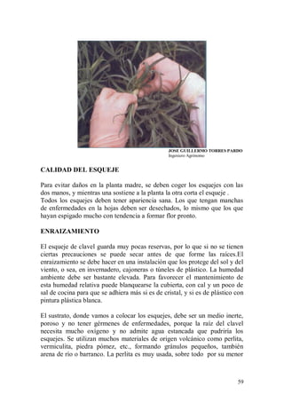 JOSE GUILLERMO TORRES PARDO
                                                 Ingeniero Agrónomo


CALIDAD DEL ESQUEJE

Para evitar daños en la planta madre, se deben coger los esquejes con las
dos manos, y mientras una sostiene a la planta la otra corta el esqueje .
Todos los esquejes deben tener apariencia sana. Los que tengan manchas
de enfermedades en la hojas deben ser desechados, lo mismo que los que
hayan espigado mucho con tendencia a formar flor pronto.

ENRAIZAMIENTO

El esqueje de clavel guarda muy pocas reservas, por lo que si no se tienen
ciertas precauciones se puede secar antes de que forme las raíces.El
enraizamiento se debe hacer en una instalación que los protege del sol y del
viento, o sea, en invernadero, cajoneras o túneles de plástico. La humedad
ambiente debe ser bastante elevada. Para favorecer el mantenimiento de
esta humedad relativa puede blanquearse la cubierta, con cal y un poco de
sal de cocina para que se adhiera más si es de cristal, y si es de plástico con
pintura plástica blanca.

El sustrato, donde vamos a colocar los esquejes, debe ser un medio inerte,
poroso y no tener gérmenes de enfermedades, porque la raíz del clavel
necesita mucho oxígeno y no admite agua estancada que pudriría los
esquejes. Se utilizan muchos materiales de origen volcánico como perlita,
vermiculita, piedra pómez, etc., formando gránulos pequeños, también
arena de río o barranco. La perlita es muy usada, sobre todo por su menor



                                                                            59
 