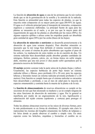 La función de absorción de agua es una de las primeras que la raíz realiza
desde que se da la germinación de la semilla y la emisión de la radícula.
Esta función es primordial para todas las especies de plantas, ya que la
mayoría están compuestas en su mayor parte por agua (80-95% de agua).
El agua es el vehículo principal para el transporte de minerales, compuestos
orgánicos y sustancias elaboradas. La principal fuente de agua para las
plantas se encuentra en el suelo, y es por eso que la mayor parte del
requerimiento de agua de las plantas es absorbida por las raíces (90%). En
algunas especies epífitas o aéreas como las orquídeas puede ser absorbida
gran cantidad de agua (50%) por las axilas (bases de las hojas).

La absorción de minerales o nutrientes se desarrolla posteriormente a la
absorción de agua (una semana después). Para absorber minerales es
necesario que la raíz tenga bien definido el sistema vascular (xilema y
floema), así como el sistema de pelos absorbentes que regulan el paso de
los solutos. La maduración de estos tejidos se da en cuestión de días. Un
sistema radicular bien desarrollado puede absorber grandes cantidades de
nitrógeno, fósforo, potasio, calcio, etc. en forma iónica sin sufrir ningún
daño, mientras que una raíz joven (1 día) puede sufrir quemaduras por la
presencia excesiva de fertilizantes.

El anclaje permite sostener toda la parte aérea de la planta (hojas y tallos).
Usualmente, las especies herbáceas de porte bajo tienen un sistema
radicular difuso o fibroso, poco profundo (10 a 50 cm); pero las especies
leñosas y forestales tienen un sistema radicular pivotante profundo (1 a 20
metros). Esta función se cumple hasta que el sistema radicular se encuentra
bien desarrollado y profundo, o sea al mes de edad para la mayoría de
especies ornamentales y continúa hasta la muerte de la planta o de la raíz.

La función de almacenamiento de reservas alimenticias se cumple en las
secciones de raíz que han alcanzado su madurez y ya no cumple ninguna de
las otras funciones de absorción de nutrientes y agua. Por lo general se
manifiesta por medio de un engrosamiento de la raíz, lignificación y
suberización del tejido externo (epidermis y corteza) para proteger el
alimento.

Todas las plantas almacenan reservas en las raíces de diversas formas, pero
la más predominante es en forma de almidones. El ejemplo más claro lo
representan los rizomas del Jengibre ornamental, los bulbos de tulipanes y
los lirios donde se puede observar el cambio a simple vista. En otras
especies como los helechos, orquídeas y bromelias el cambio no es




                                                                            6
 