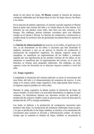 desde la raíz hacia las hojas. El floema cumple la función de traslocar
sustancias elaboradas por las hojas hacia la raíz, las hojas nuevas, las flores
y los frutos.

En la mayoría de plantas superiores, el sistema vascular organiza el floema
hacia la parte más externa del tallo y el xilema hacia la zona interna. Los
helechos no son plantas como tales, más bien son más cercanos a los
hongos. Sin embargo, poseen sistemas vasculares pero con diferente
arreglo en el xilema y floema. La función de conducción y traslocación se
cumple desde los primeros días de germinada una planta hasta la muerte de
la misma.

La función de almacenamiento de reservas en los tallos, al igual que en la
raíz, se da únicamente en los tallos o secciones que han alcanzado la
madurez necesaria y que ya no ejercen la función de conducción y
traslocación de compuestos orgánicos. En algunas especies como las
orquídeas, se manifiesta un engrosamiento de los bulbos y estolones
seguido por una lignificación de las paredes externas de los tallos; en las
musáceas se manifiesta por el engrosamiento del cormo, en el caso de
helechos se forman unos pequeños tubérculos. Sin embargo, en otras
especies como las bromelias no se detectan mayores cambios a nivel del
tallo.

1.3. Etapa vegetativa

Completada la formación del sistema radicular se inicia el crecimiento del
área foliar, del tallo y el almacenamiento de sustancias de reserva. A esta
etapa se le conoce como: etapa vegetativa. Esta etapa puede durar meses y
en algunas especies pueden ser varios años.

Durante la etapa vegetativa la planta acelera la formación de hojas de
mayor tamaño. El área foliar y la actividad fotosintética se duplica en unas
semanas. La fotosíntesis alcanza sus máximos niveles de actividad y
producción de azúcares simples como la glucosa que sirven de base para la
producción de ATP y energía metabólica.

Las hojas se dedican a la producción de compuestos necesarios para
producir más hojas. La traslocación de sustancias elaboradas toma un giro,
y lo que es producido en las hojas maduras se trasloca a los meristemos de
crecimiento para acelerar la división y diferenciación celular. Al mismo
tiempo que se aumenta el número de hojas, también se incrementa la




                                                                             8
 