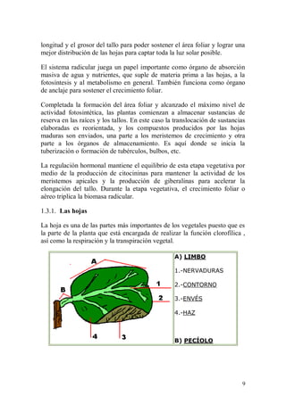 longitud y el grosor del tallo para poder sostener el área foliar y lograr una
mejor distribución de las hojas para captar toda la luz solar posible.

El sistema radicular juega un papel importante como órgano de absorción
masiva de agua y nutrientes, que suple de materia prima a las hojas, a la
fotosíntesis y al metabolismo en general. También funciona como órgano
de anclaje para sostener el crecimiento foliar.

Completada la formación del área foliar y alcanzado el máximo nivel de
actividad fotosintética, las plantas comienzan a almacenar sustancias de
reserva en las raíces y los tallos. En este caso la translocación de sustancias
elaboradas es reorientada, y los compuestos producidos por las hojas
maduras son enviados, una parte a los meristemos de crecimiento y otra
parte a los órganos de almacenamiento. Es aquí donde se inicia la
tuberización o formación de tubérculos, bulbos, etc.

La regulación hormonal mantiene el equilibrio de esta etapa vegetativa por
medio de la producción de citocininas para mantener la actividad de los
meristemos apicales y la producción de giberalinas para acelerar la
elongación del tallo. Durante la etapa vegetativa, el crecimiento foliar o
aéreo triplica la biomasa radicular.

1.3.1. Las hojas

La hoja es una de las partes más importantes de los vegetales puesto que es
la parte de la planta que está encargada de realizar la función clorofílica ,
así como la respiración y la transpiración vegetal.

                                                   A) LIMBO

                                                   1.-NERVADURAS

                                                   2.-CONTORNO

                                                   3.-ENVÉS

                                                   4.-HAZ



                                                   B) PECÍOLO




                                                                             9
 