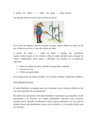 2 partes de       caldo +       1   parte    de agua     =   papa, tomate.

Las plantas deben de tener más de 30cm de altura.




En el caso de ataques severos de gota en papa, puede utilizar una dosis al 2%
así: 2 kilos de cal viva y 2 kilos de sulfato de cobre.

3   partes   de   caldo     +   1    parte   de   agua   =   cebolla,   ajo,   remolacha.
cuando realice podas en los árboles, utilice el caldo bordelés para proteger los
cortes, empleándolo como pasta y utilizando una brocha en la proporción
siguiente:

     2 kilos de sulfato de cobre, disuelto en agua tibia o caliente.
     1 kilo de cal viva.
     10 litros de agua limpia.

En la elaboración de caldo bordelés, no se deben emplear recipientes metálicos.


RECOMENDACIONES:


El caldo Bordelés se prepara para uso inmediato, como máximo utilícelo en los
tres días siguientes de su preparación.

No realice las aplicaciones del caldo bordelés en plántulas muy pequeñas, recién
germinadas o en floración. En frutales caducifolios (manzana, pera, durazno,
ciruela) que se necesita la defoliación anual, haga la aplicación una vez que los
árboles hayan sido desfoliados y antes de la brotación, y no cuando el árbol este
en “chamizo”.
 