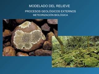 PROCESOS GEOLÓGICOS EXTERNOS
METEORIZACIÓN BIOLÓGICA
MODELADO DEL RELIEVE
 