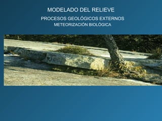 PROCESOS GEOLÓGICOS EXTERNOS
METEORIZACIÓN BIOLÓGICA
MODELADO DEL RELIEVE
 