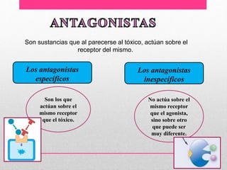 Son sustancias que al parecerse al tóxico, actúan sobre el
receptor del mismo.
Los antagonistas
específicos
Los antagonistas
inespecíficos
No actúa sobre el
mismo receptor
que el agonista,
sino sobre otro
que puede ser
muy diferente.
Son los que
actúan sobre el
mismo receptor
que el tóxico.
 