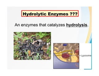 Hydrolytic Enzymes ???
An enzymes that catalyzes hydrolysis.
 