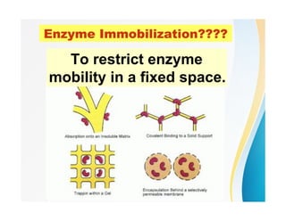 Enzyme Immobilization????
To restrict enzyme
mobility in a fixed space.
 