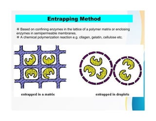 Entrapping Method
 Based on confining enzymes in the lattice of a polymer matrix or enclosing
enzymes in semipermeable membranes.
 A chemical polymerization reaction e.g. cllagen, gelatin, cellulose etc.
 