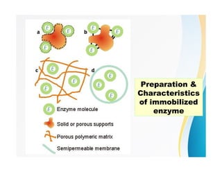 Preparation &
Characteristics
of immobilized
enzyme
 
