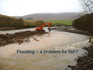 Salmon Fry Ecology
Flooding – a problem for fish?
 