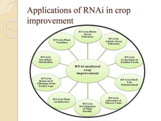 Applications of RNAi in crop
improvement
 