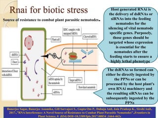 Rnai for biotic stress
Source of resistance to combat plant parasitic nematodes.
Host generated RNAi is
the delivery of dsRNAs or
siRNAs into the feeding
nematodes for the
silencing of vital nematode
specific genes. Purposely,
those genes should be
targeted whose expression
is essential for the
nematodes after the
feeding starts to ensure a
highly lethal phenotype.
The dsRNAs so formed can
either be directly ingested by
the PPNs or can be
processed by the host plant's
own RNAi machinery and
the resulting siRNAs can be
subsequently ingested by the
PPNs
Banerjee Sagar, Banerjee Anamika, Gill Sarvajeet S., Gupta Om P., Dahuja Anil, Jain Pradeep K., Sirohi Anil.,
2017.,”RNA Interference: A Novel Source of Resistance to Combat Plant Parasitic Nematodes”.,Frontiers in
Plant Science, 8 (834) DOI=10.3389/fpls.2017.00834 ;1664-462x
 