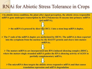 RNAi for Abiotic Stress Tolerance in Crops
In abiotic stress condition, the plant after signal perception, the abiotic stress responsible
miRNA gene undergoes transcription by RNA Polymerase II enzyme into primary miRNA
(pri-miRNA),
 the miRNA is proceed by dicer like DCL 1 into a stem loop miRNA duplex.
 The 3’ ends of the miRNA duplex are methylated by HEN1. The miRNA is then exported
into the cytoplasm from the nucleus by the HASTY protein and cleave into mature
miRNAs.
 The mature miRNAs are incorporated into RNA induced silencing complex (RISC),
where the mature single stranded miRNA guides the RNA silencing activity of AGO1 to
partially complementary mRNA.
The microRNA then targets the abiotic stress responsive mRNA and that causes
translation repression and mRNA degradation
 