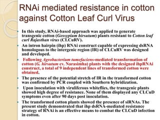 RNAi mediated resistance in cotton
against Cotton Leaf Curl Virus
 In this study, RNAi-based approach was applied to generate
transgenic cotton (Gossypium hirsutum) plants resistant to Cotton leaf
curl Rajasthan virus (CLCuRV).
 An intron hairpin (ihp) RNAi construct capable of expressing dsRNA
homologous to the intergenic region (IR) of CLCuRV was designed
and developed.
 Following Agrobacterium tumefaciens-mediated transformation of
cotton (G. hirsutum cv. Narasimha) plants with the designed ihpRNAi
construct, a total of 9 independent lines of transformed cotton were
obtained.
 The presence of the potential stretch of IR in the transformed cotton
was confirmed by PCR coupled with Southern hybridization.
 Upon inoculation with viruliferous whiteflies, the transgenic plants
showed high degree of resistance. None of them displayed any CLCuD
symptoms even after 90 days post inoculation.
 The transformed cotton plants showed the presence of siRNAs. The
present study demonstrated that ihp dsRNA-mediated resistance
strategy of RNAi is an effective means to combat the CLCuD infection
in cotton.
 