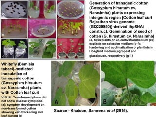 Generation of transgenic cotton
(Gossypium hirsutum cv.
Narasimha) plants expressing
intergenic region [Cotton leaf curl
Rajasthan virus genome
(GQ220850)]-derived ihpRNAi
construct. Germination of seed of
cotton (G. hirsutum cv. Narasimha)
(a, b); explants on co-cultivation medium (c);
explants on selection medium (d–f);
hardening and acclimatization of plantlets in
Hoagland medium, agropeat and
glasshouse, respectively (g–i)
Whitefly (Bemisia
tabaci)-mediated
inoculation of
transgenic cotton
(Gossypium hirsutum
cv. Narasimha) plants
with Cotton leaf curl
virus. Transformed plants did
not show disease symptoms
(a); symptom development on
non-transformed cotton
showing vein thickening and
leaf curling (b)
Source - Khatoon, Sameena et al (2016).
 