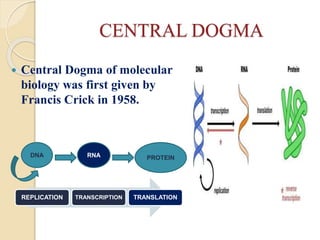 CENTRAL DOGMA
 Central Dogma of molecular
biology was first given by
Francis Crick in 1958.
PROTEIN
DNA RNA
REPLICATION TRANSCRIPTION TRANSLATION
 