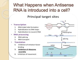 What Happens when Antisense
RNA is introduced into a cell?
 