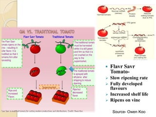  Flavr Savr
Tomato-
 Slow ripening rate
 Fully developed
flavours
 Increased shelf life
 Ripens on vine
Source- Owen Koo
 