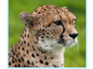 Cheetahs
Written by
Jhonas
 