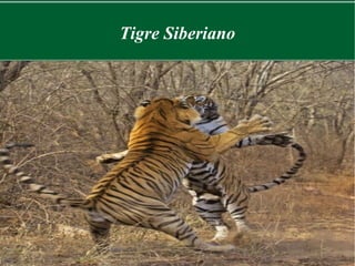 Tigre Siberiano
 