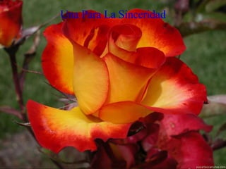 Una Para La Sinceridad 