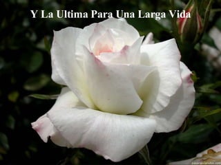 Y La Ultima Para Una Larga Vida 