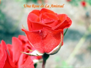 Una Rosa de La Amistad 