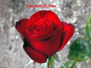 Una Para El Amor 