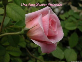 Una Para Nuevas Amistades 
