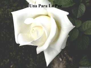 Una Para La Paz 