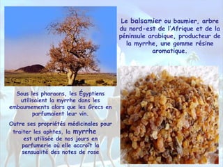 Le balsamier ou baumier, arbre
du nord-est de l’Afrique et de la
péninsule arabique, producteur de
la myrrhe, une gomme résine
aromatique.
Sous les pharaons, les Égyptiens
utilisaient la myrrhe dans les
embaumements alors que les Grecs en
parfumaient leur vin.
Outre ses propriétés médicinales pour
traiter les aphtes, la myrrhe
est utilisée de nos jours en
parfumerie où elle accroît la
sensualité des notes de rose
 