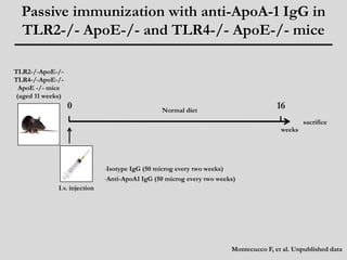 Passive immunization with anti-ApoA-1 IgG in 
TLR2-/- ApoE-/- and TLR4-/- ApoE-/- mice 
0 16 
TLR2-/-ApoE-/- 
TLR4-/-ApoE-/- 
ApoE -/- mice 
(aged 11 weeks) 
Normal diet 
-Isotype IgG (50 microg every two weeks) 
-Anti-ApoA1 IgG (50 microg every two weeks) 
weeks 
sacrifice 
I.v. injection 
Montecucco F, et al. Unpublished data 
 