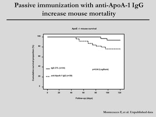 Passive immunization with anti-ApoA-1 IgG 
p=0.04 (LogRank) 
Follow-up (days) 
Cumulative survival proportion (%) 
ApoE -/- mouse survival 
IgG CTL (n=33) 
anti-ApoA-1 IgG (n=39) 
0 20 40 60 80 100 120 
100 
80 
60 
40 
20 
0 
increase mouse mortality 
Montecucco F, et al. Unpublished data 
 