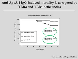 Anti-ApoA-1 IgG-induced mortality is abrogated by 
TLR2 and TLR4 deficiencies 
TLR2-/-ApoE-/- (n=19) 
0 20 40 60 80 100 120 
Follow-up (days) 
Cumulative survival proportion (%) 
Survival after treatment with anti-ApoA-1 IgG 
TLR4-/-ApoE-/- (n=14) 
ApoE-/-(n=39) 
100 
80 
60 
40 
20 
0 
TLR4-/-ApoE-/- vs. ApoE-/- 
p=0.17 (LogRank) 
TLR2-/-ApoE-/- vs. ApoE-/- 
p=0.26 (LogRank) 
Montecucco F, et al. Unpublished data 
 