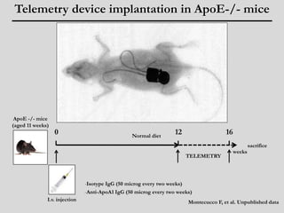 Telemetry device implantation in ApoE-/- mice 
0 16 
ApoE -/- mice 
(aged 11 weeks) 
Normal diet 
-Isotype IgG (50 microg every two weeks) 
-Anti-ApoA1 IgG (50 microg every two weeks) 
weeks 
sacrifice 
I.v. injection 
12 
TELEMETRY 
Montecucco F, et al. Unpublished data 
 