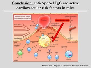 Conclusion: anti-ApoA-1 IgG are active 
cardiovascular risk factors in mice 
Anti-ApoA-1 IgG 
Adapted from Libby P et al. Circulation Research. 2014;114:1867. 
 