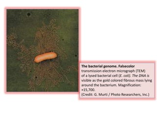 The bacterial genome. Falsecolor
transmission electron micrograph (TEM)
of a lysed bacterial cell (E. coli). The DNA is
visible as the gold colored fibrous mass lying
around the bacterium. Magnification:
×15,700.
(Credit: G. Murti / Photo Researchers, Inc.)
 